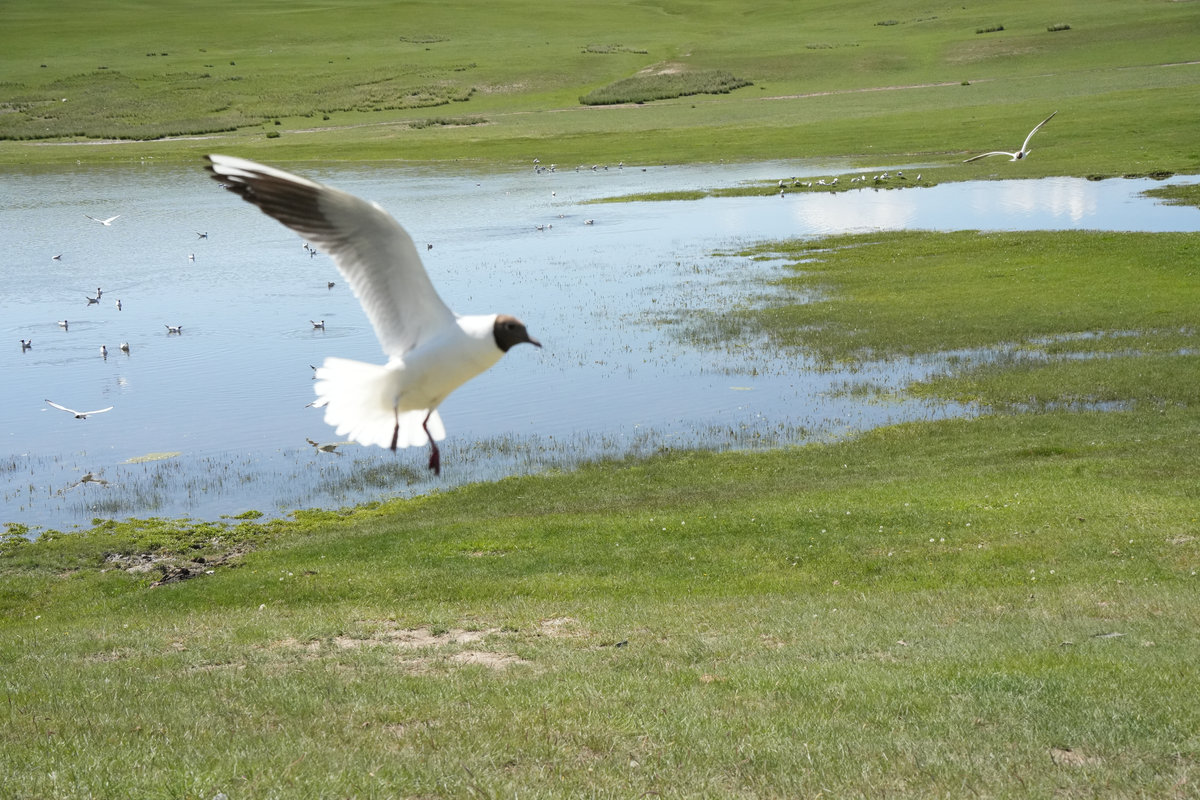飞鸟 White Birds