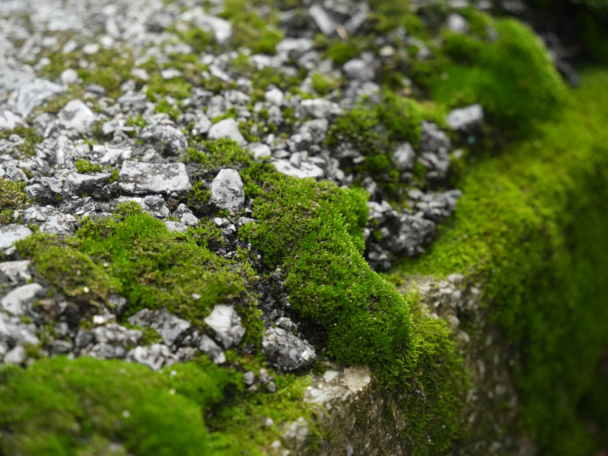 青苔 Lichen